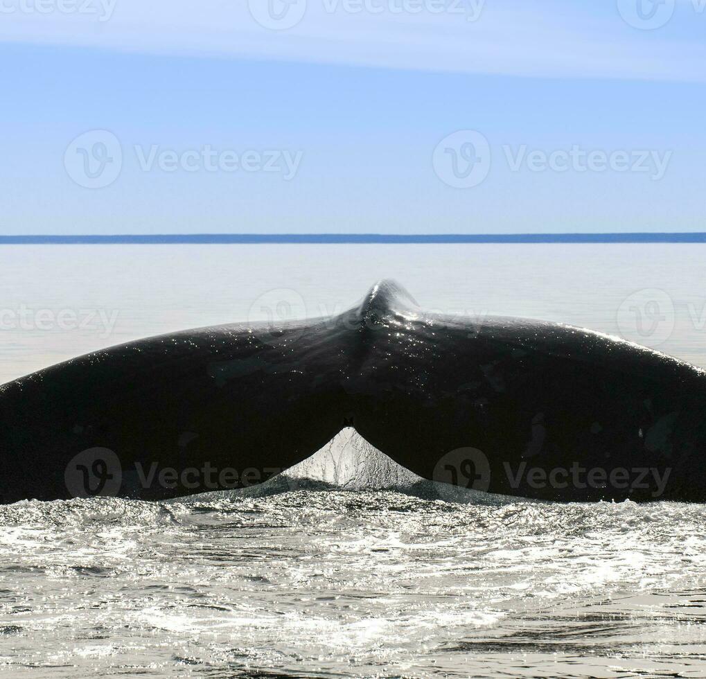 ballena cola en península Valdés, Patagonia, argentina foto