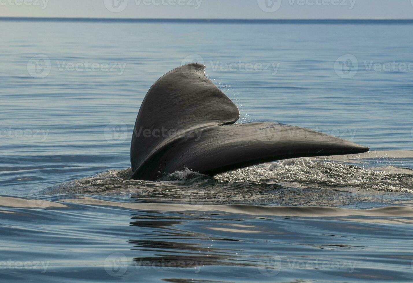 Whale tail in Peninsula Valdes,, Patagonia, Argentina photo