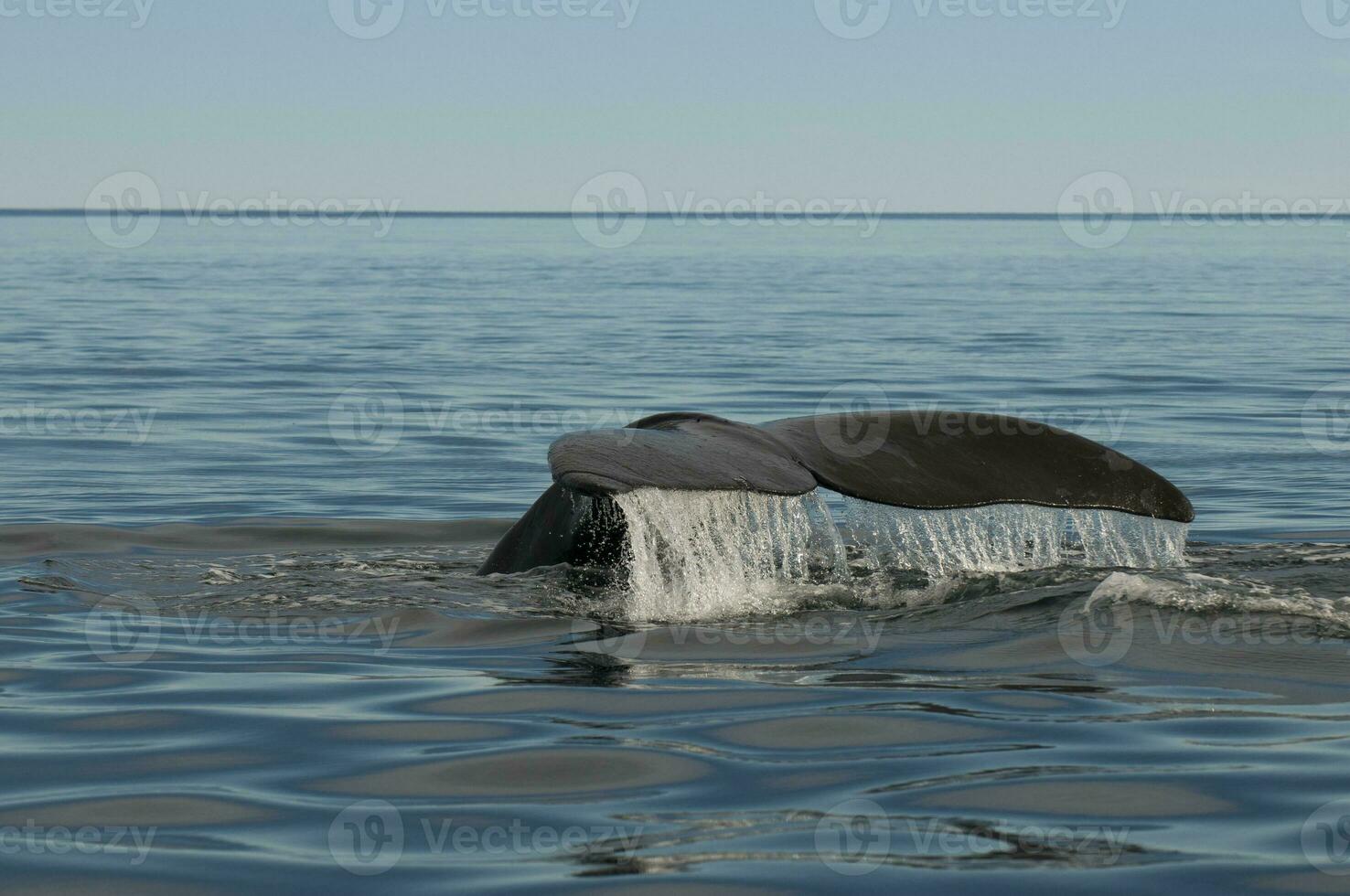 Whale tail in Peninsula Valdes,, Patagonia, Argentina photo