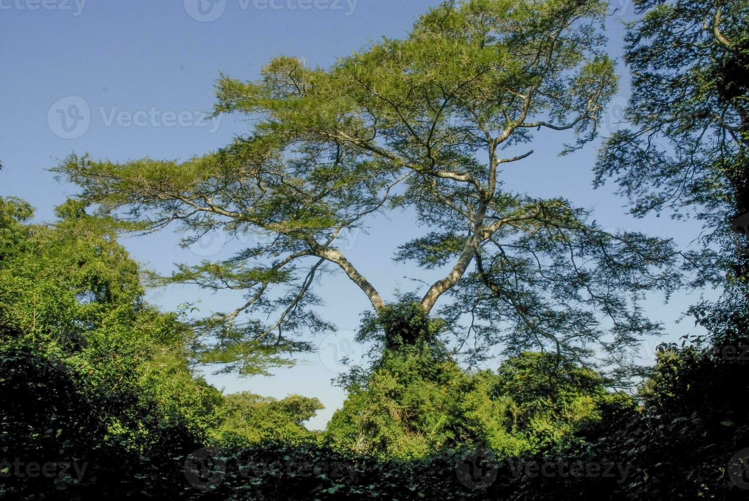 Jungle, near Santa Lucia estuary,South Africa photo