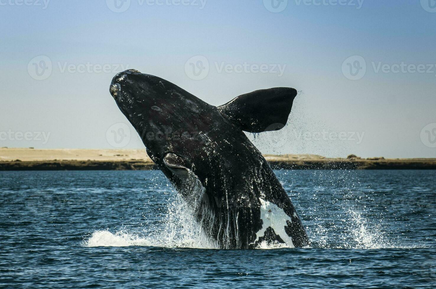 Whale jumping in Peninsula Valdes,, Patagonia, Argentina photo