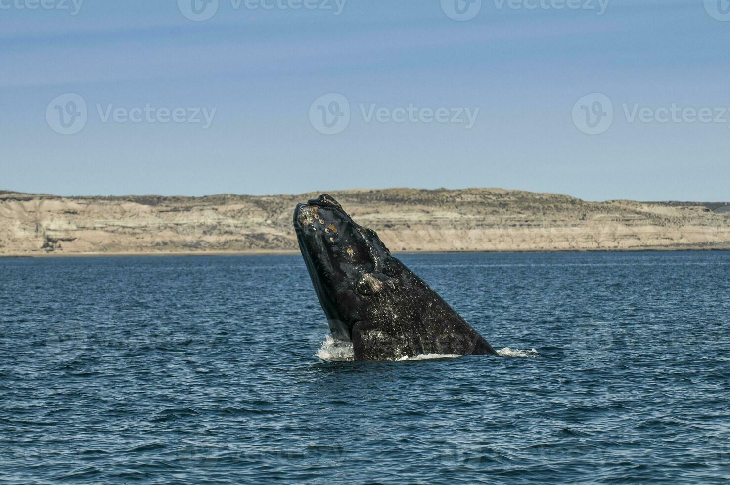 Whale jumping in Peninsula Valdes,, Patagonia, Argentina photo