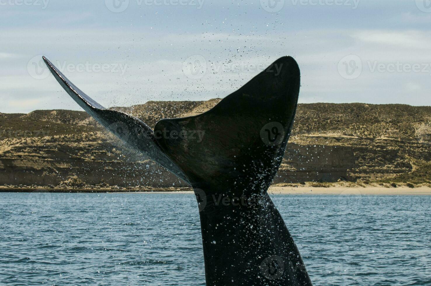 Whale tail in Peninsula Valdes,, Patagonia, Argentina photo