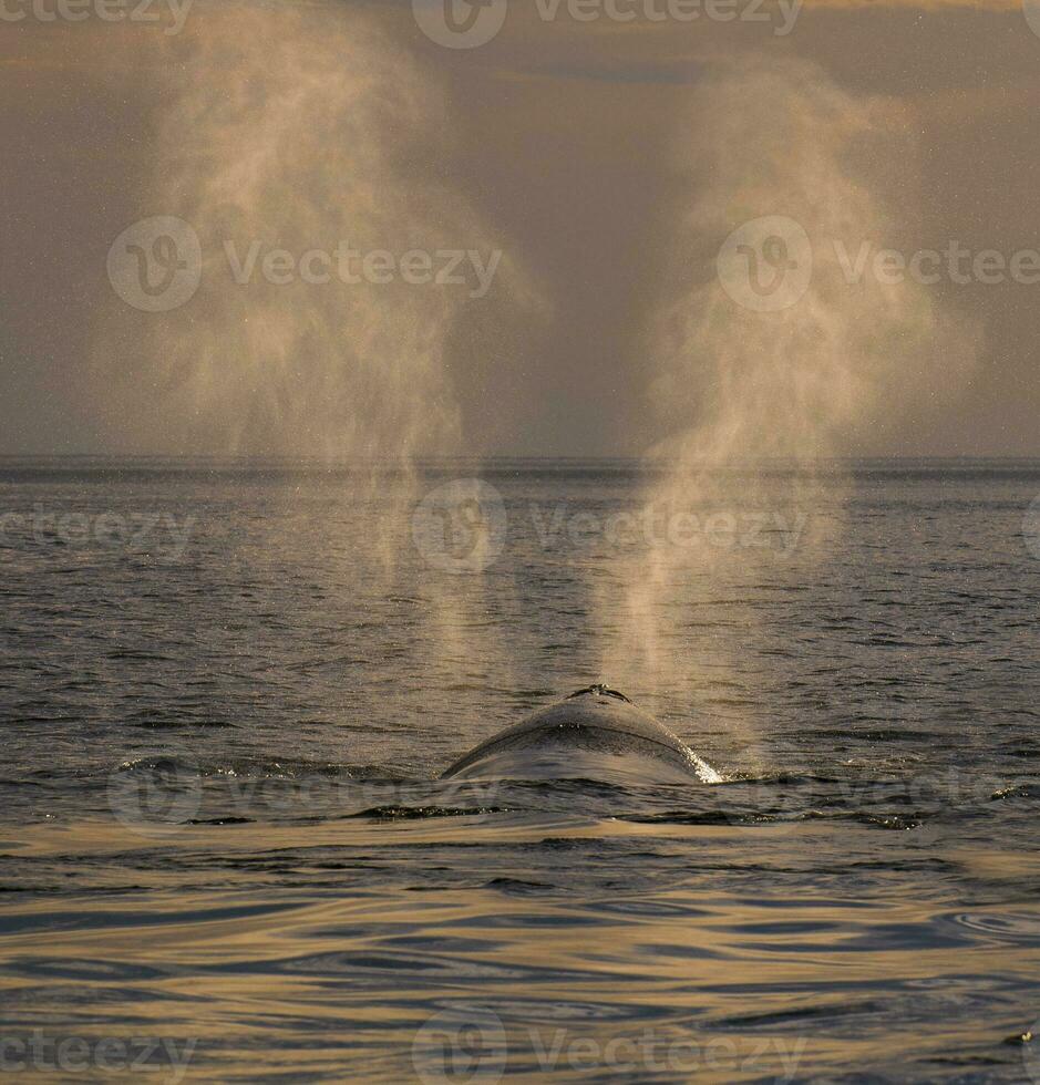 whale breathing, Peninsula Valdes,, Patagonia, Argentina photo