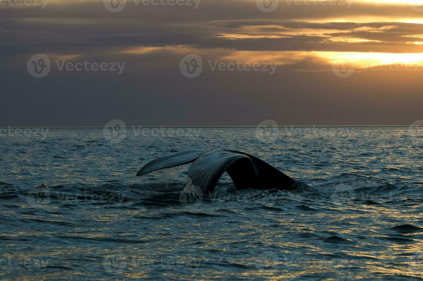 Whale tail in Peninsula Valdes,, Patagonia, Argentina photo