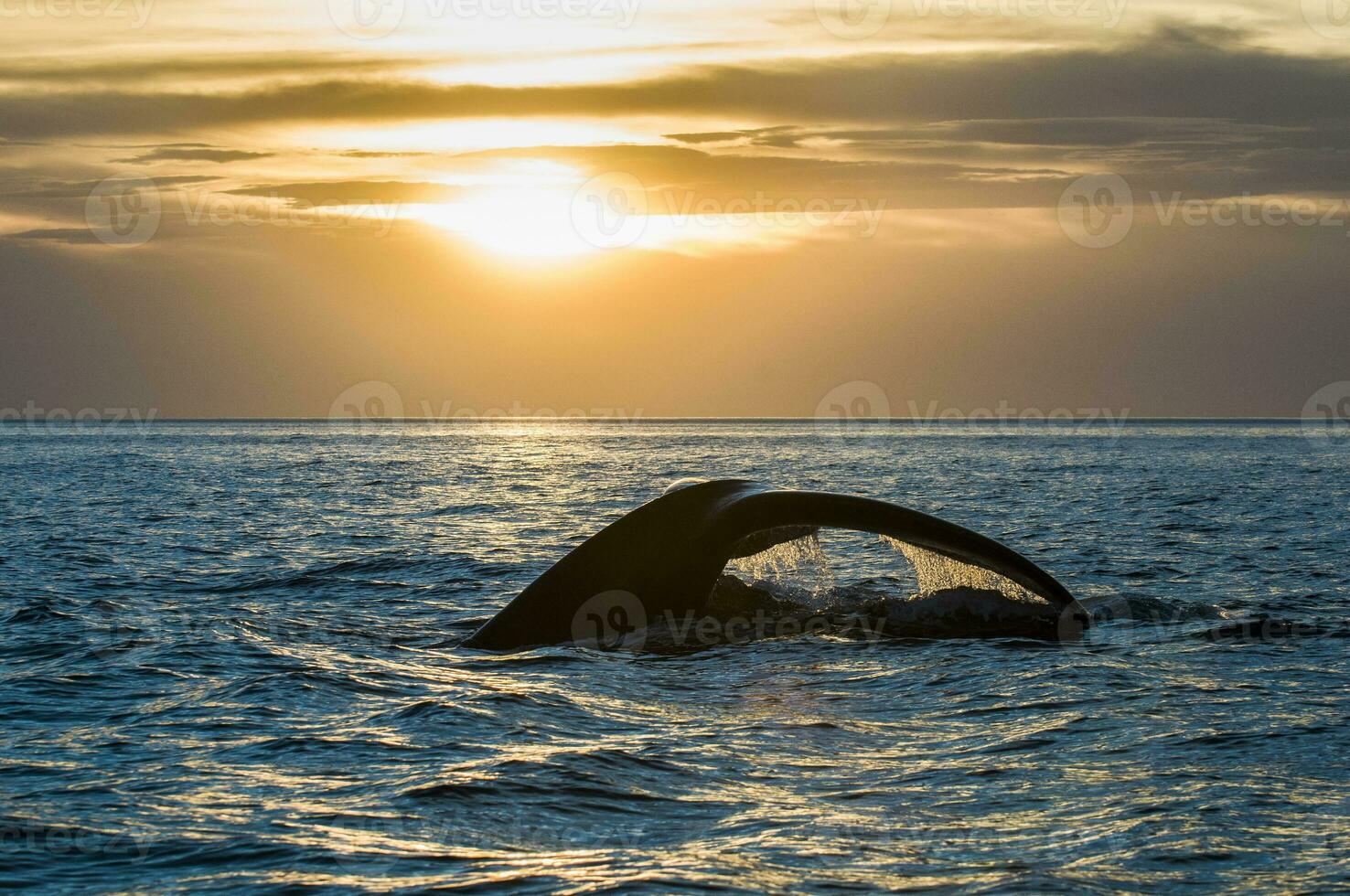 Whale tail in Peninsula Valdes,, Patagonia, Argentina photo