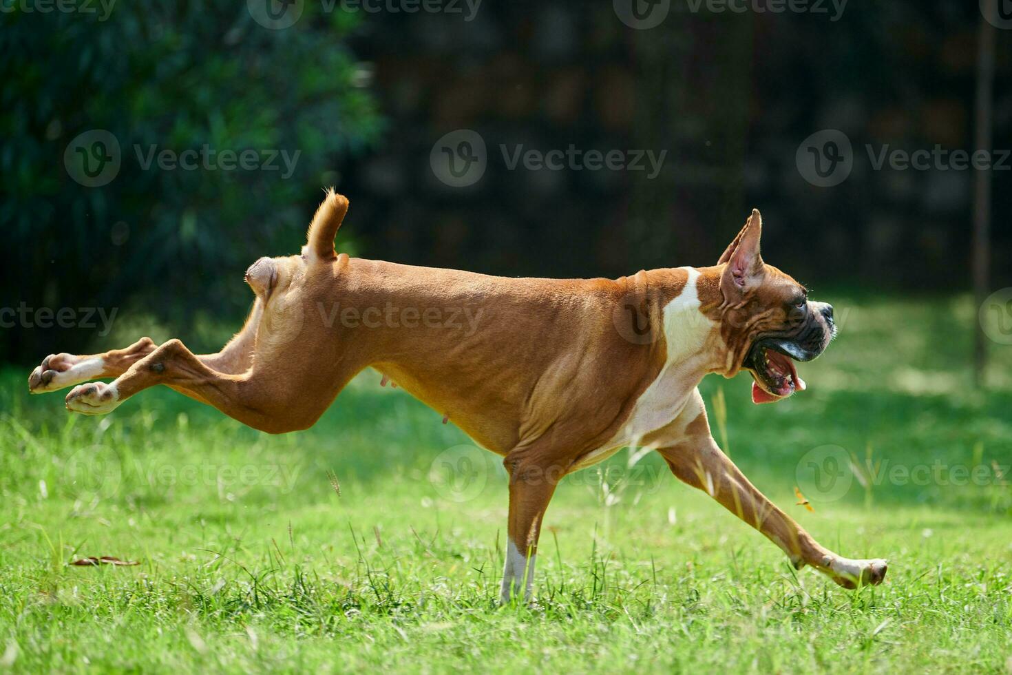 Boxer dog runs on green grass summer lawn outdoor park walking with adult pet, funny cute boxer dog photo