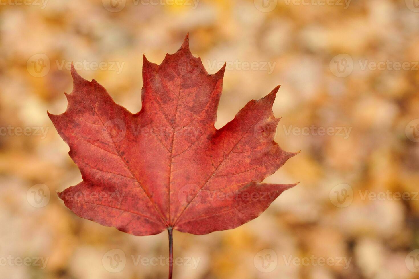 Red autumn leaf on yellow foliage background photo