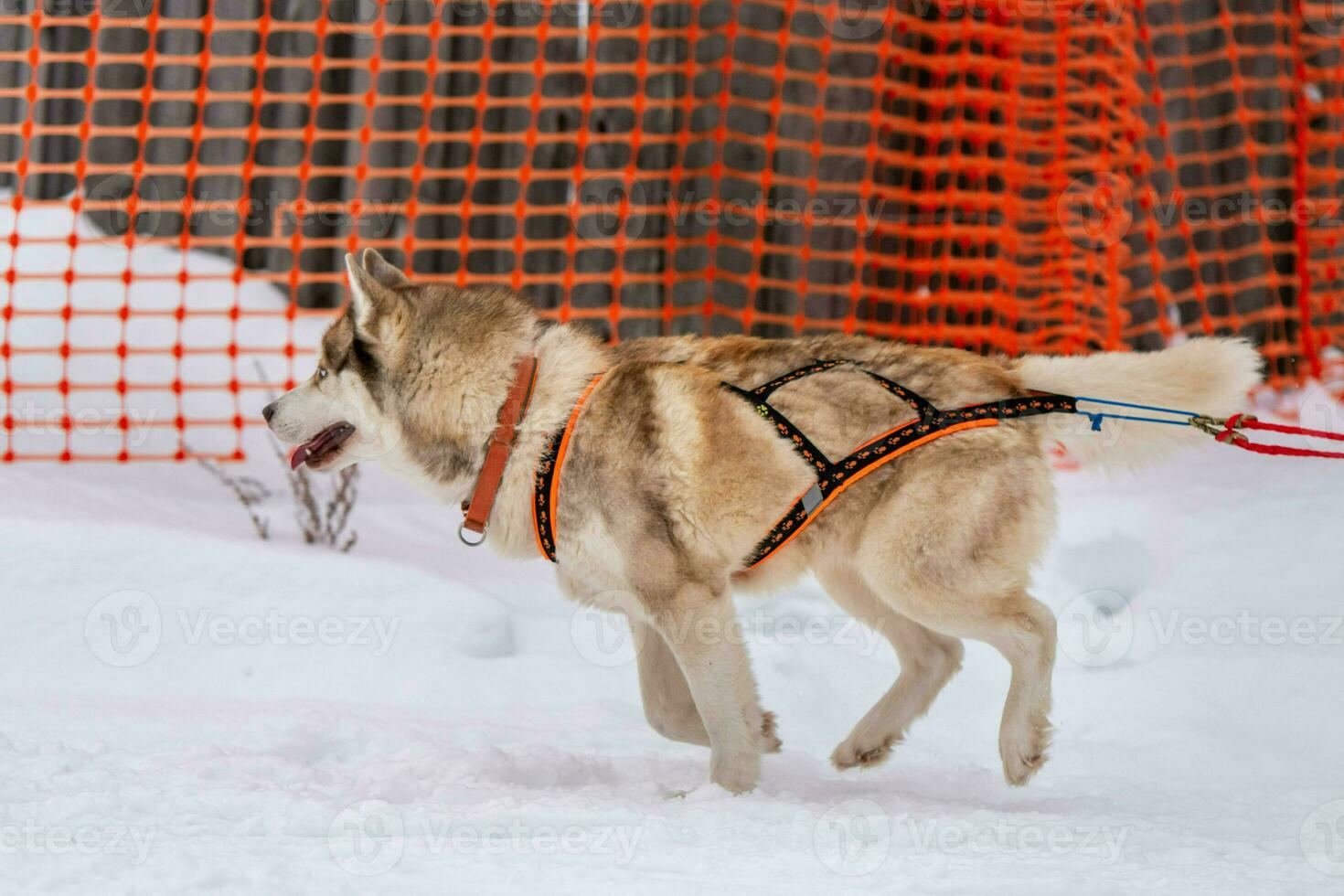 Sled dog racing. Husky sled dogs team in harness run and pull dog driver. Winter sport championship competition. photo