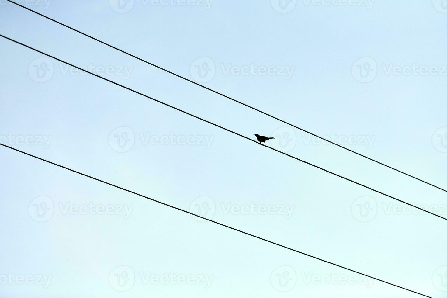 One alone bird on wire photo