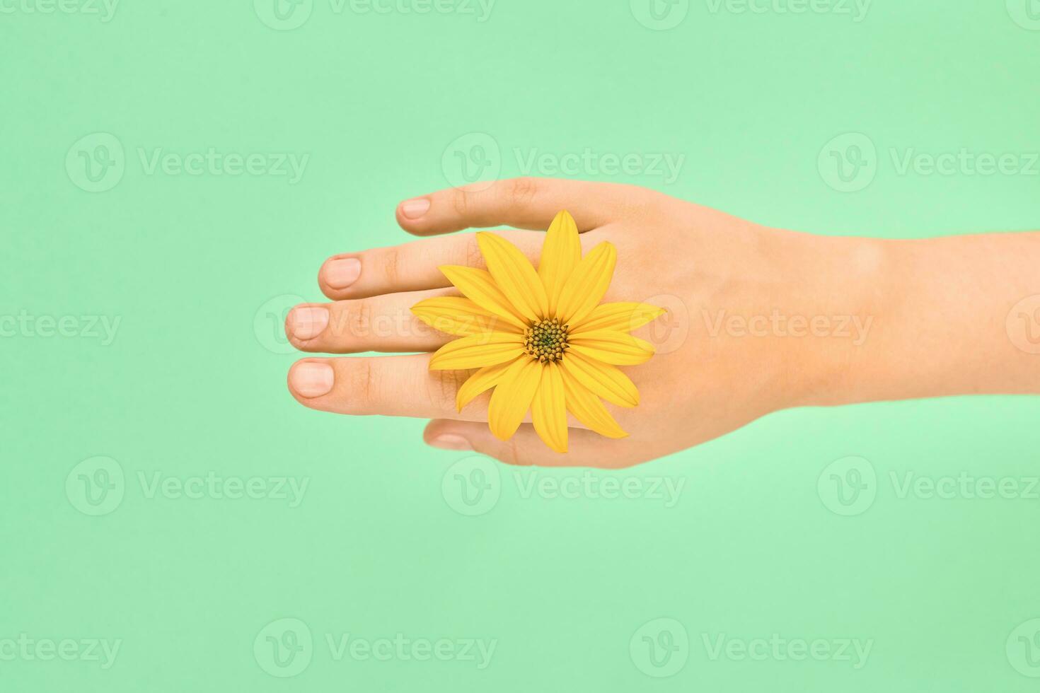 Yellow flower as woman wrist wedding ring jewelry, flowerhead on female hand on green background photo