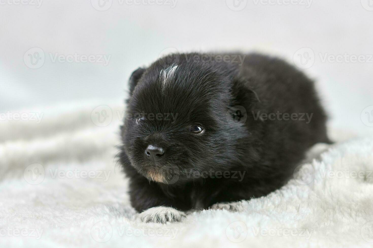 Little Chihuahua puppy lying on soft white fabric, cute sleepy brown white dog breed on white photo