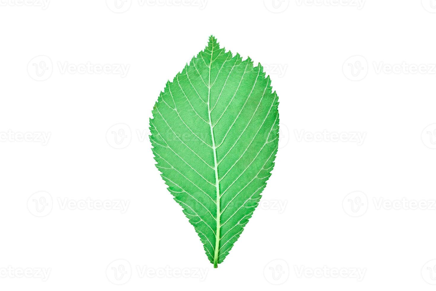 One green elm tree leaf on white background, detailed macro close up photo. Natural elm leaf photo