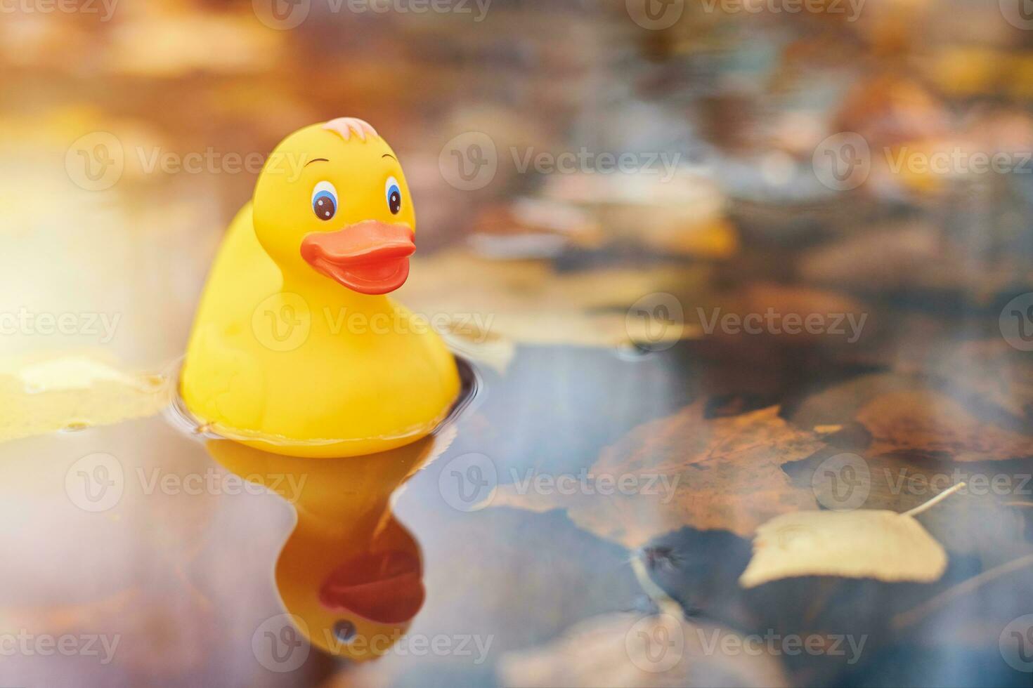 Autumn duck toy in puddle with leaves photo