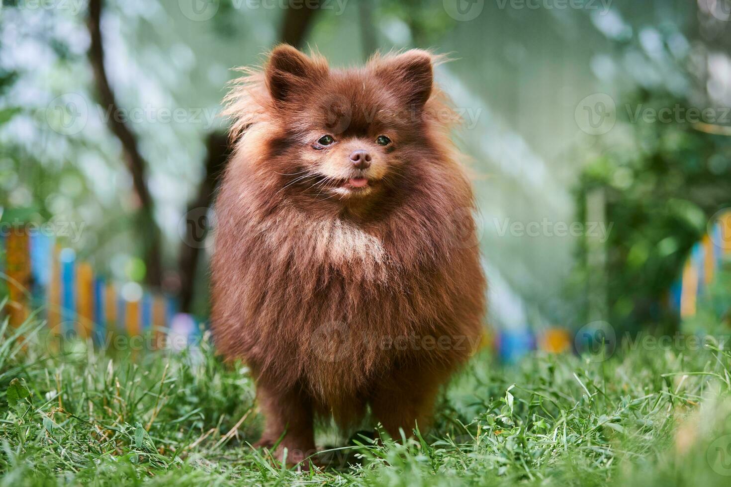 perro marrón pomeranian spitz en el jardín foto