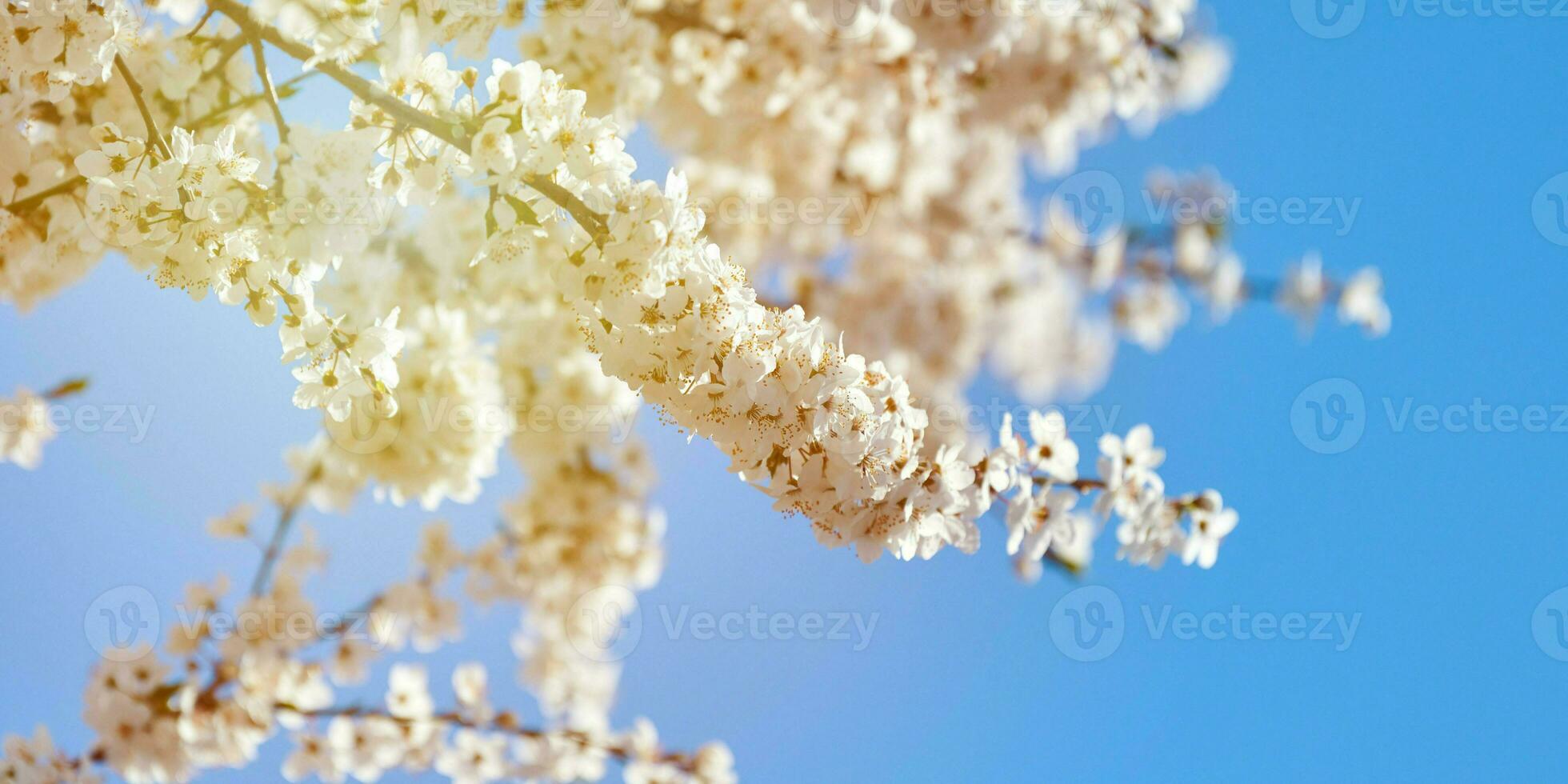 White plum blossom on blue sky background, beautiful white flowers of prunus tree in city garden photo