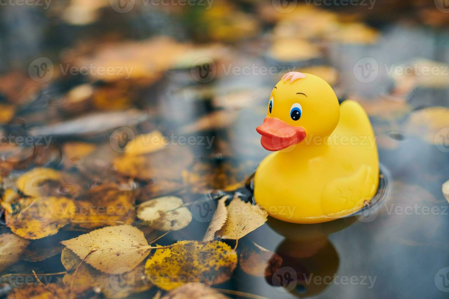 Duck toy in autumn puddle with leaves photo