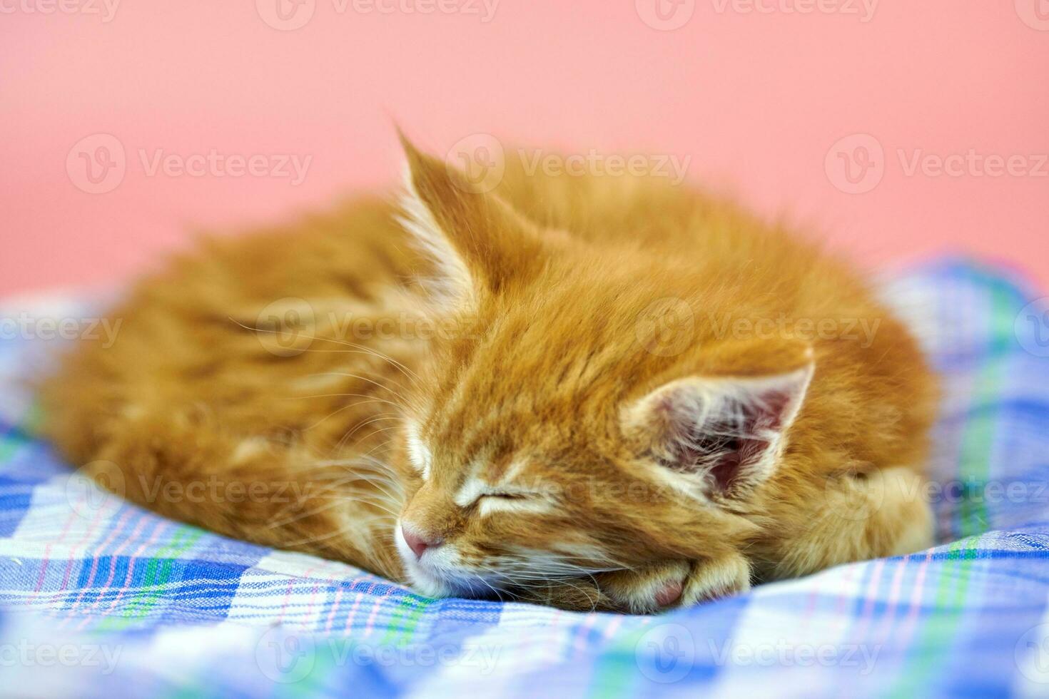 Sleeping Maine coon red kitten photo