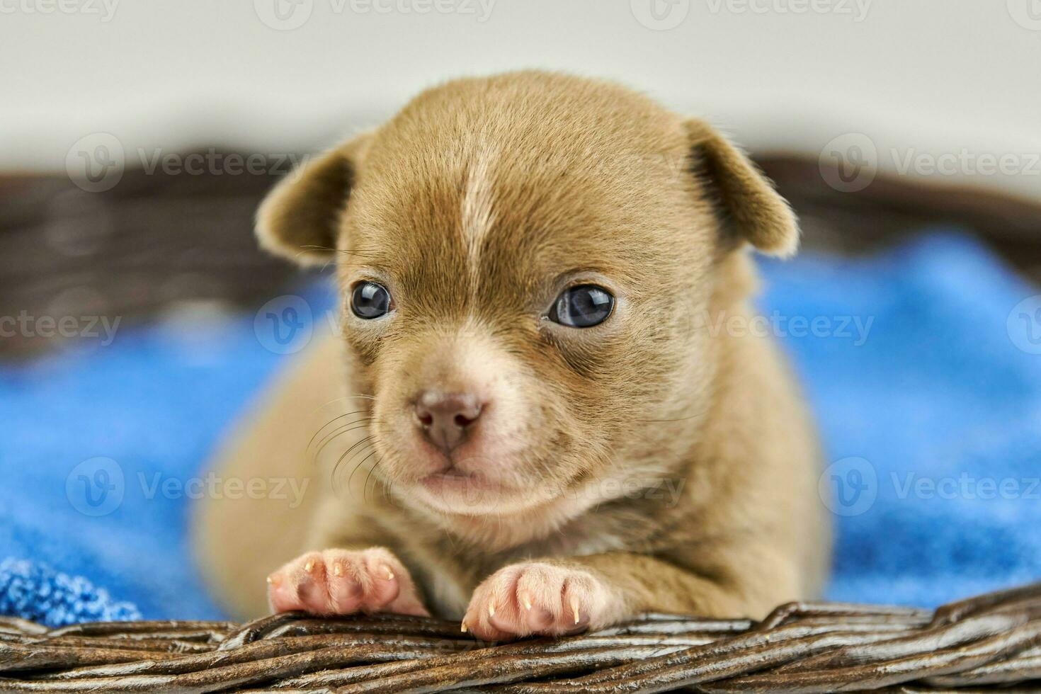 Chihuahua puppy in basket. photo