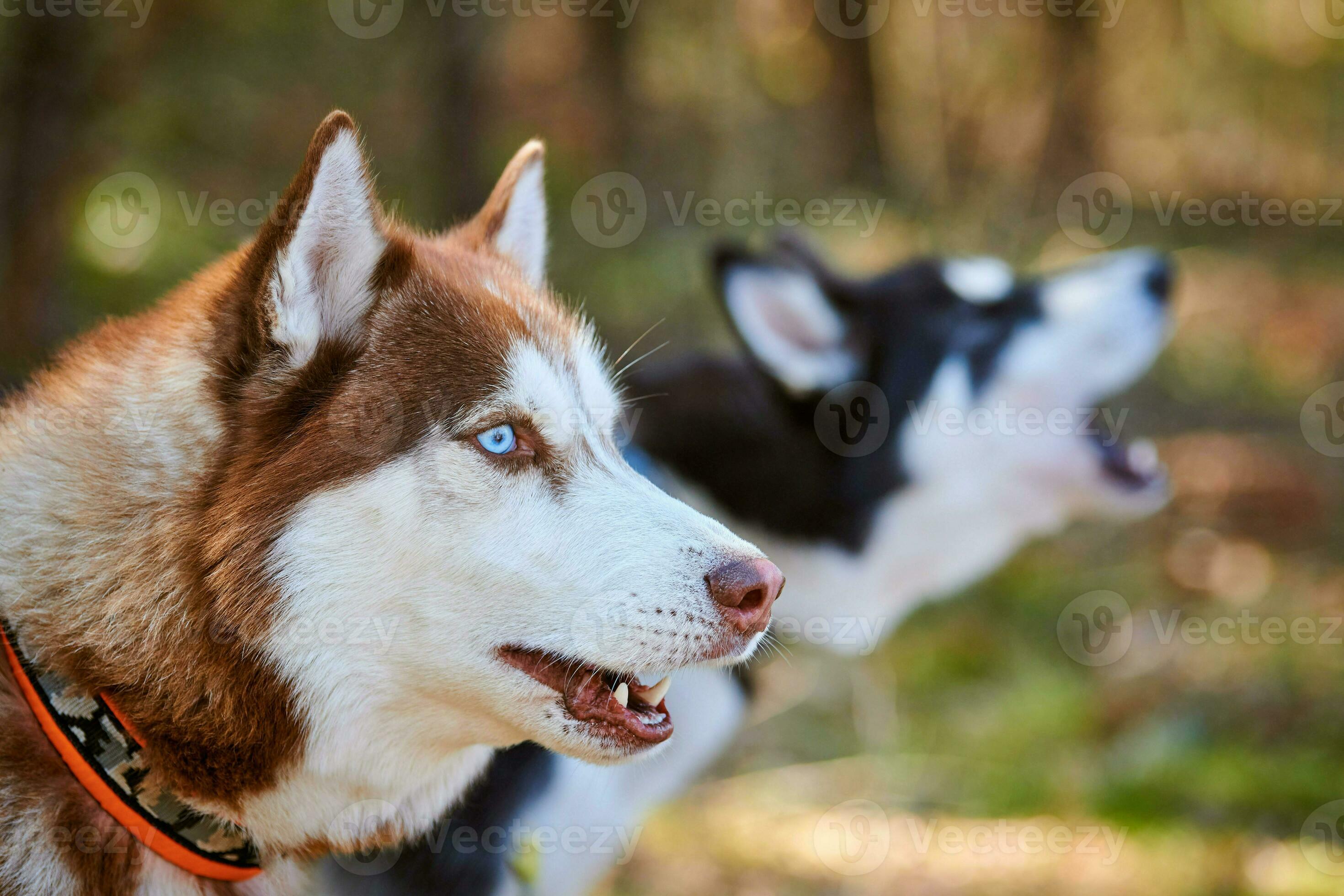 albino siberian husky