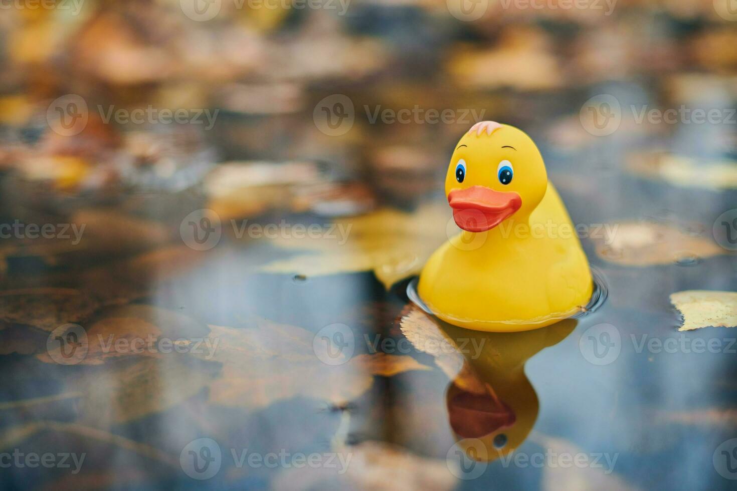 Duck toy in autumn puddle with leaves photo