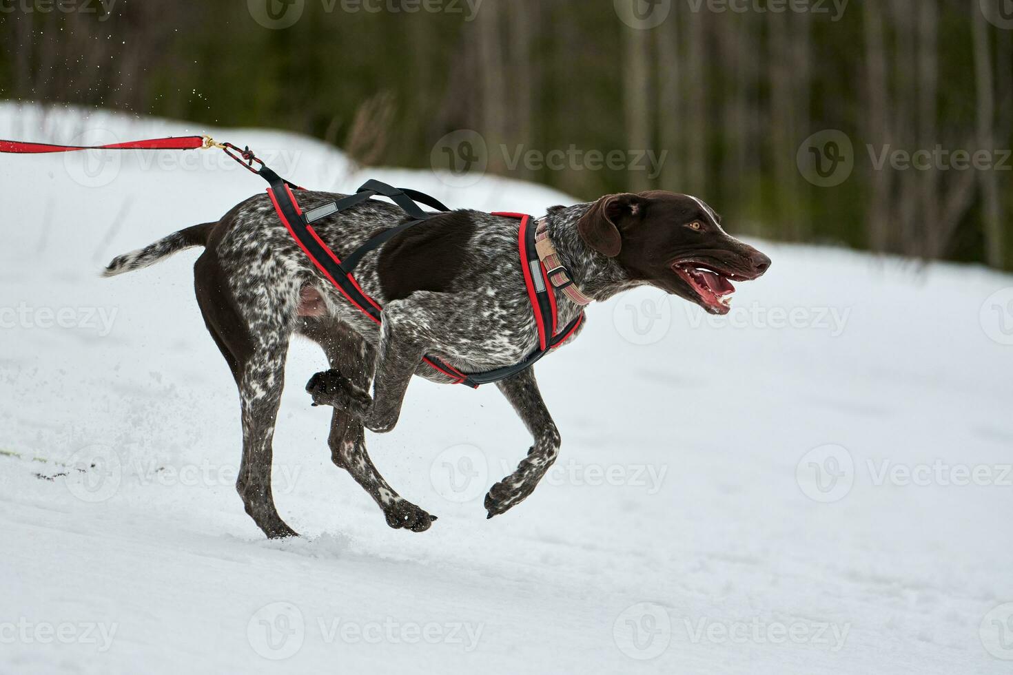 Running Pointer dog on sled dog racing photo