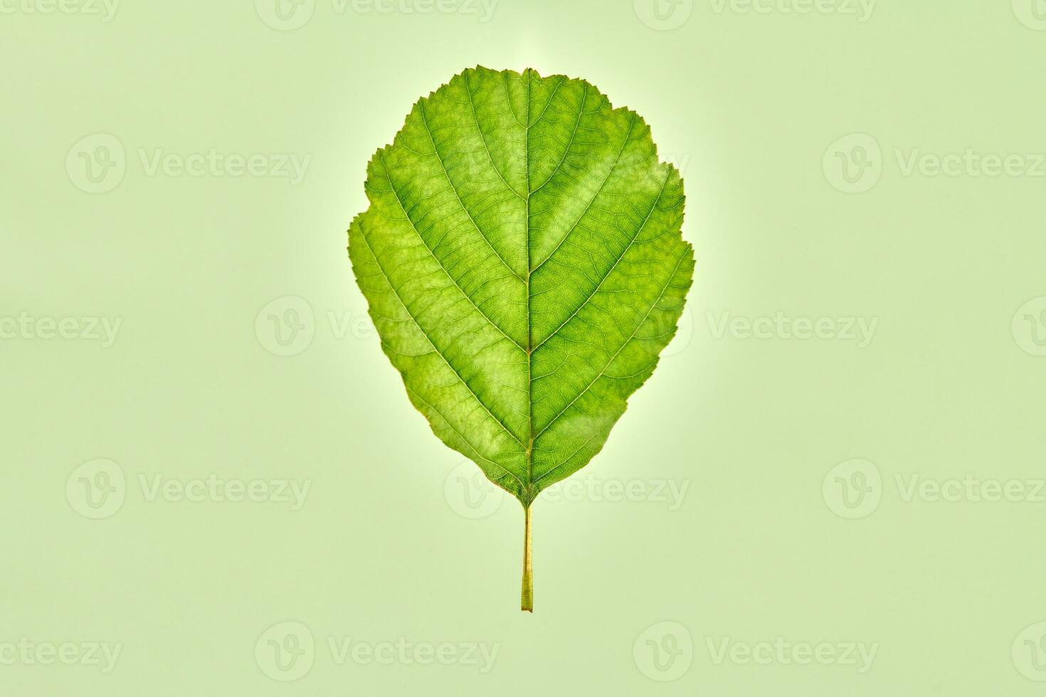 One green alder tree leaf on light green background, detailed macro photo of black alder leaf