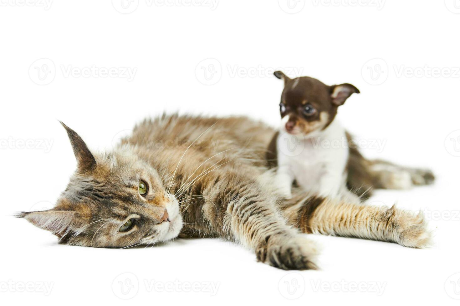 gato maine coon y cachorro chihuahua, aislado foto