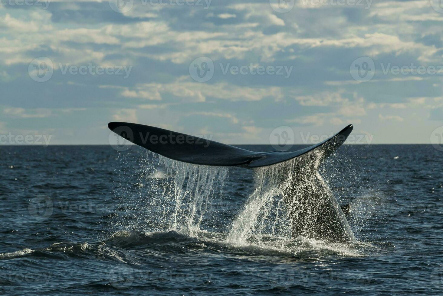 a whale in the water photo