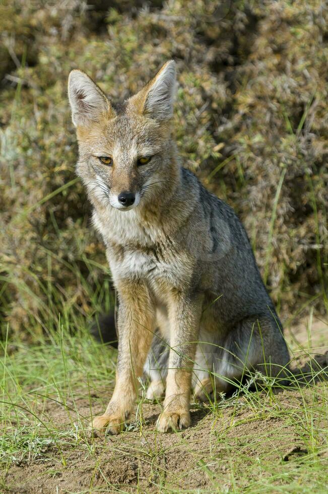 a gray fox in the grass photo