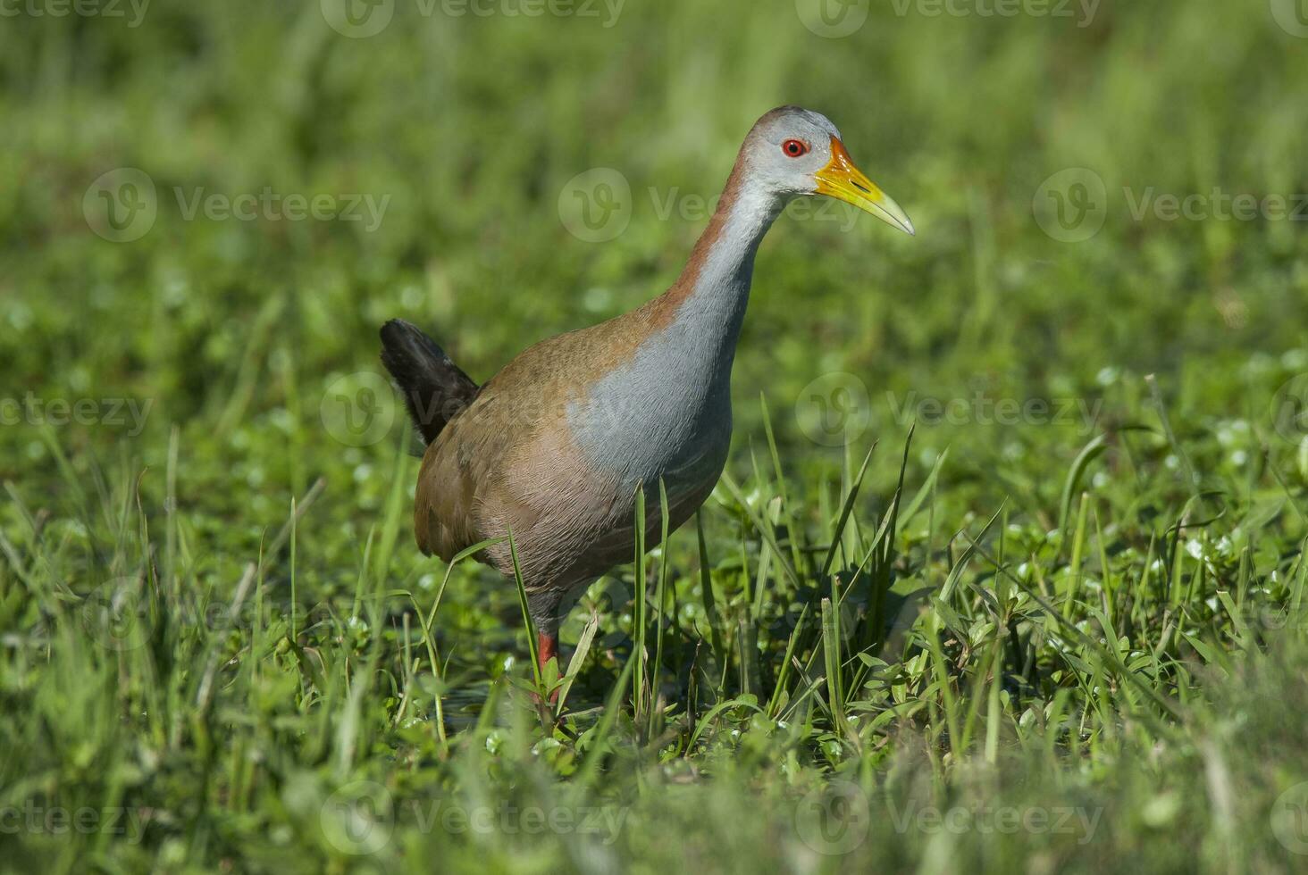 a giant woodrail bird with a red beak standing in the grass photo