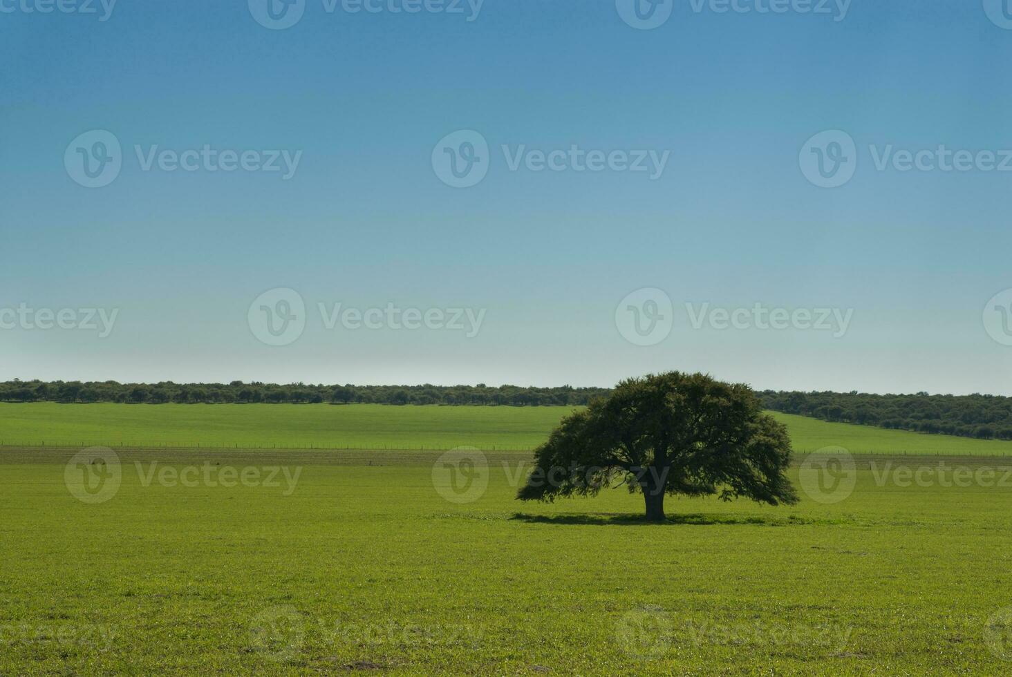 a lone tree in a field with a blue sky photo