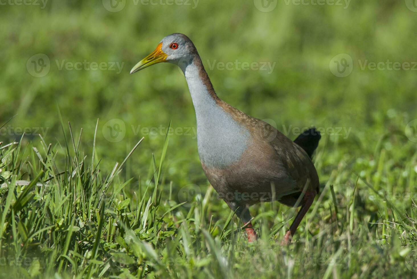 a giant woodrail bird with a red beak standing in the grass photo