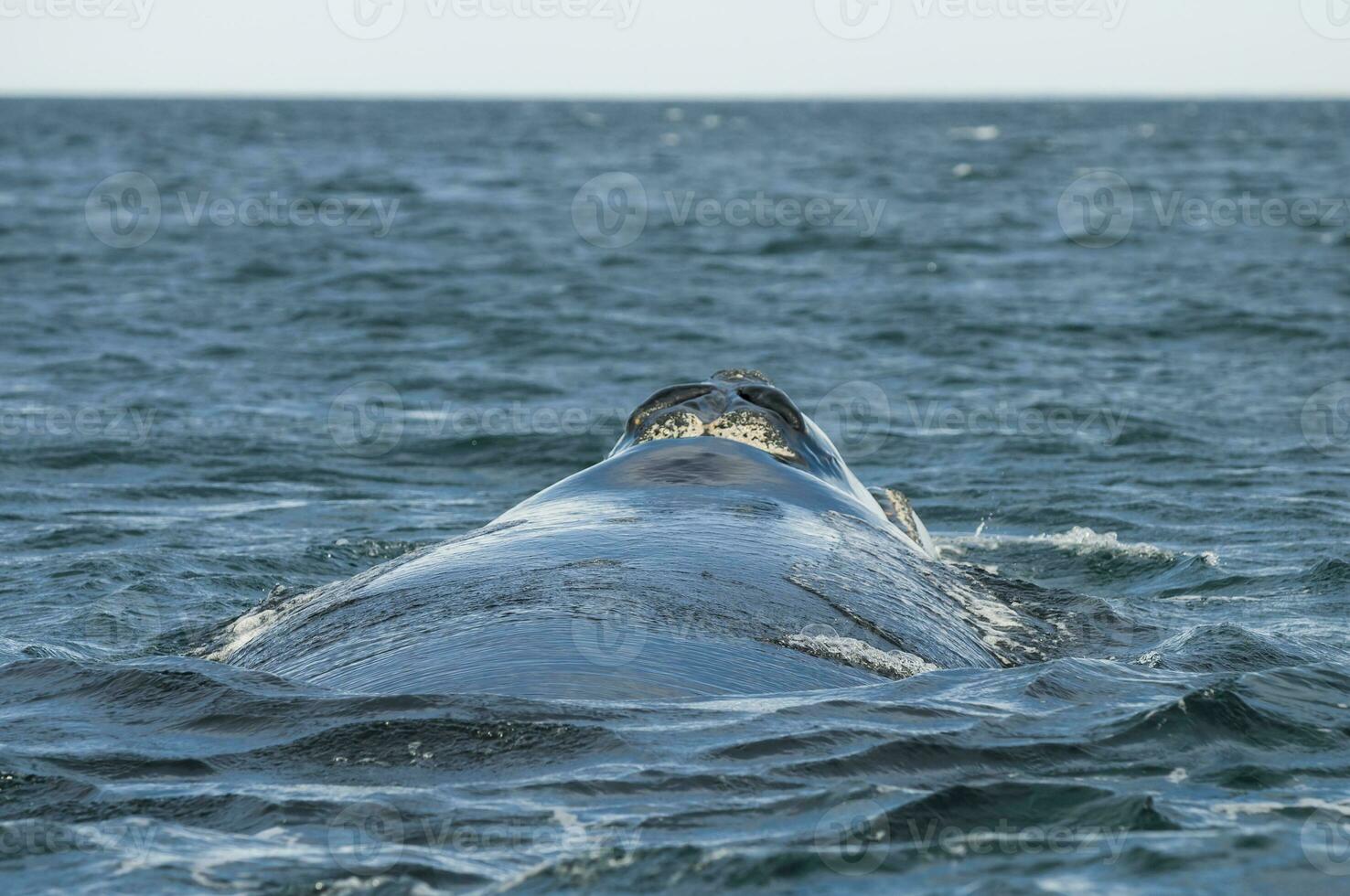 a whale in the water photo