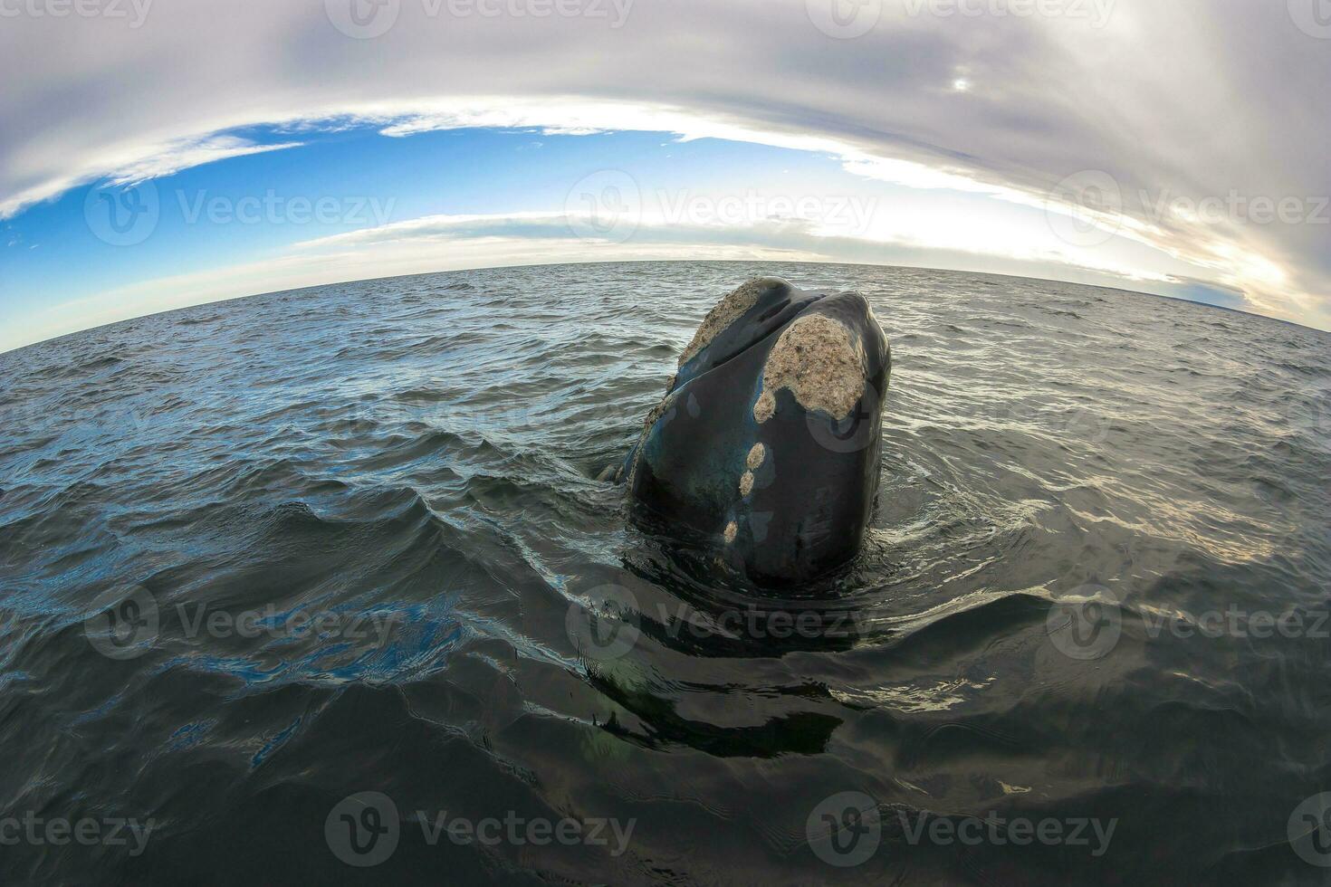 Big whale jumping in the water photo