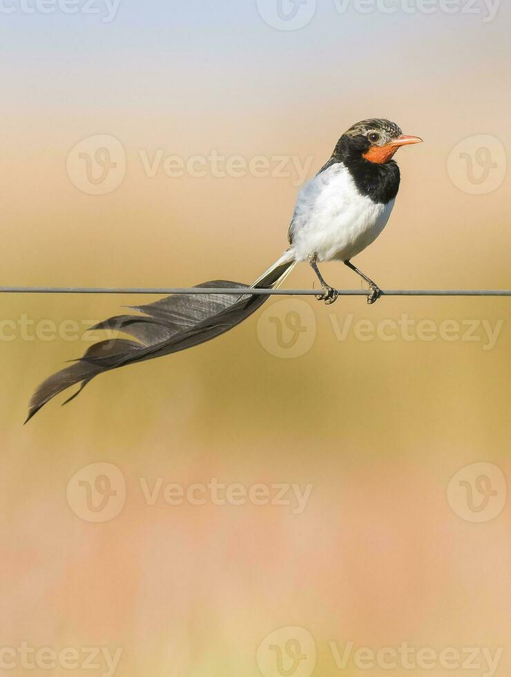 Beautiful little Alectrurus Risora bird in South America photo