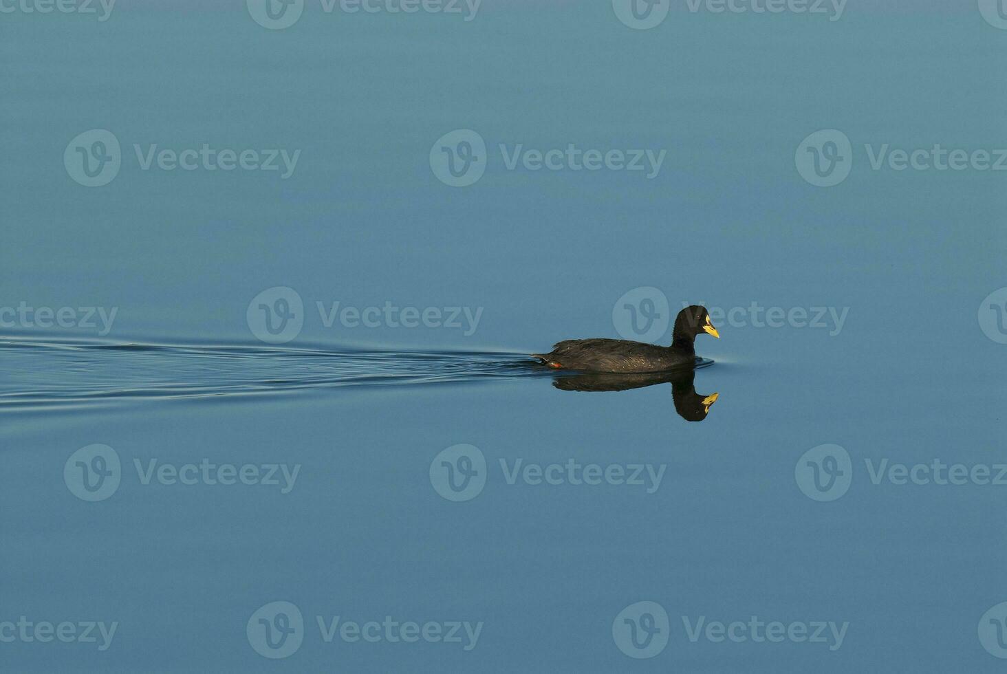 Black duck swimming photo