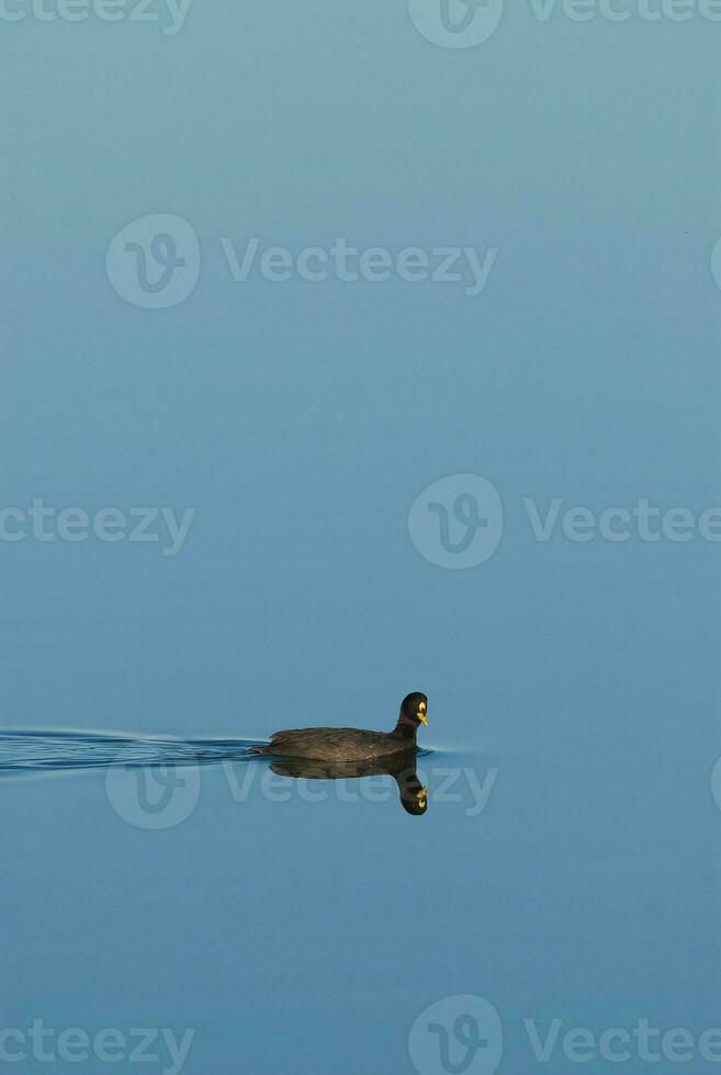 pato negro nadando foto