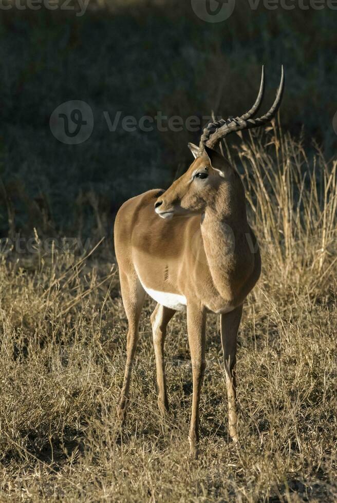 Gazelles in African Safari photo