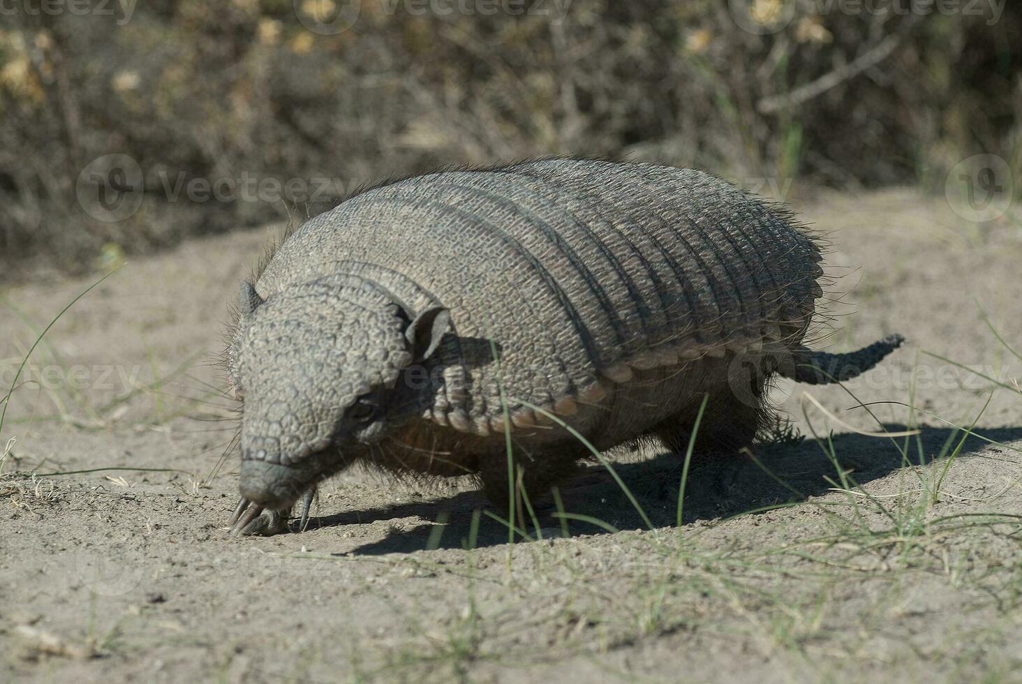 peludo armadillo, en Desierto ambiente, península Valdés, Patagonia, argentina foto