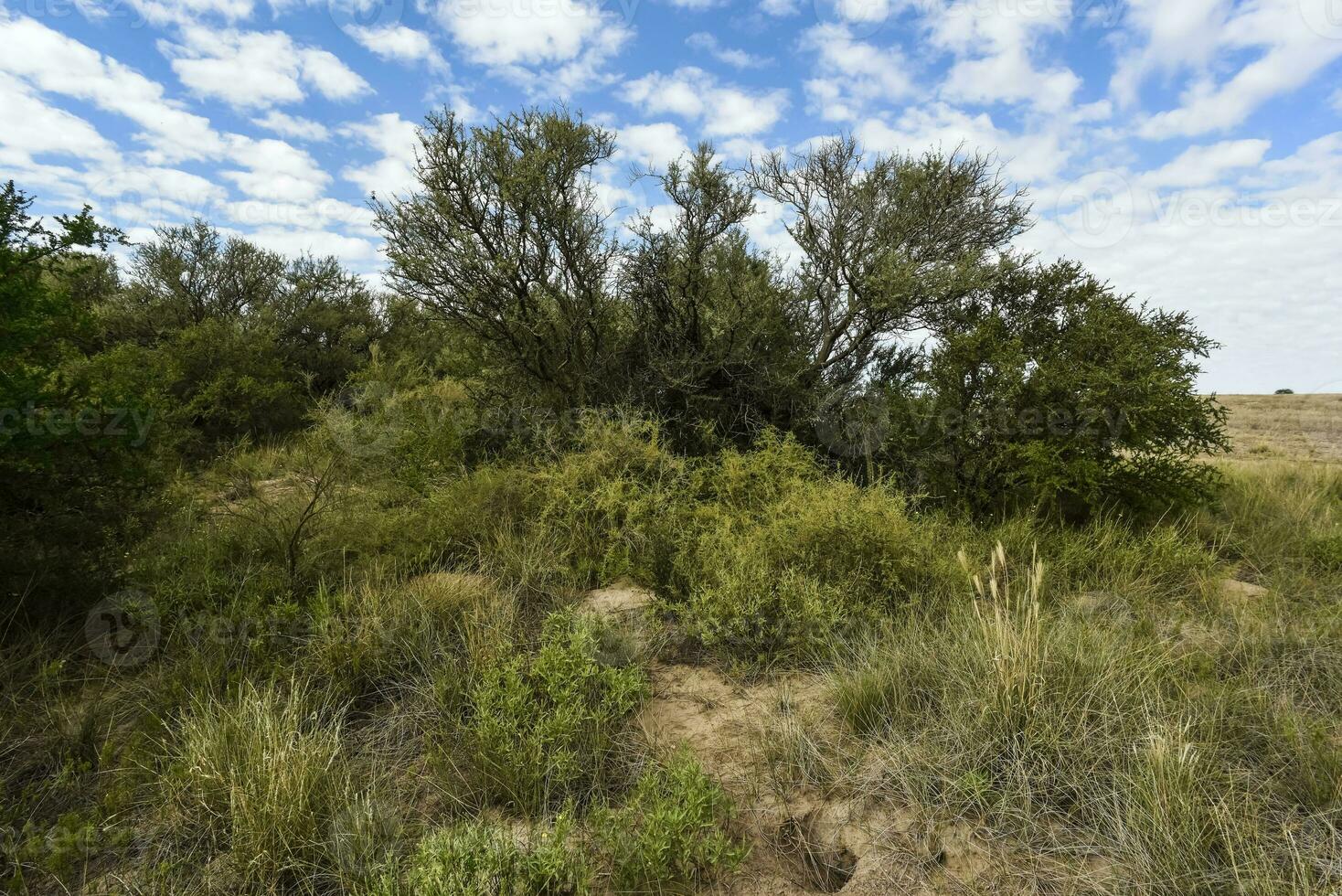 Calden forest landscape, La Pampa province, Patagonia, Argentina. photo