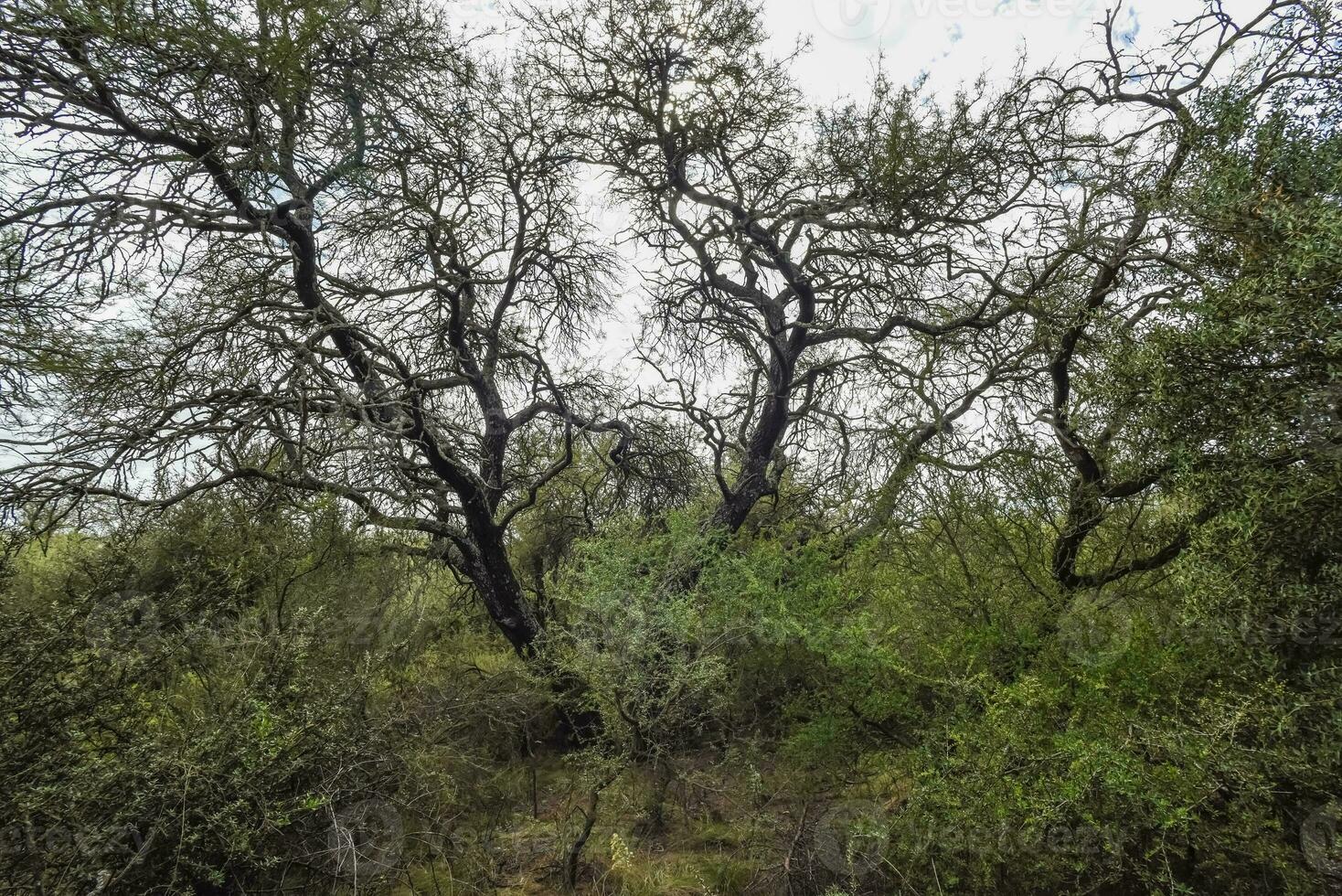 Calden forest landscape, La Pampa province, Patagonia, Argentina. photo