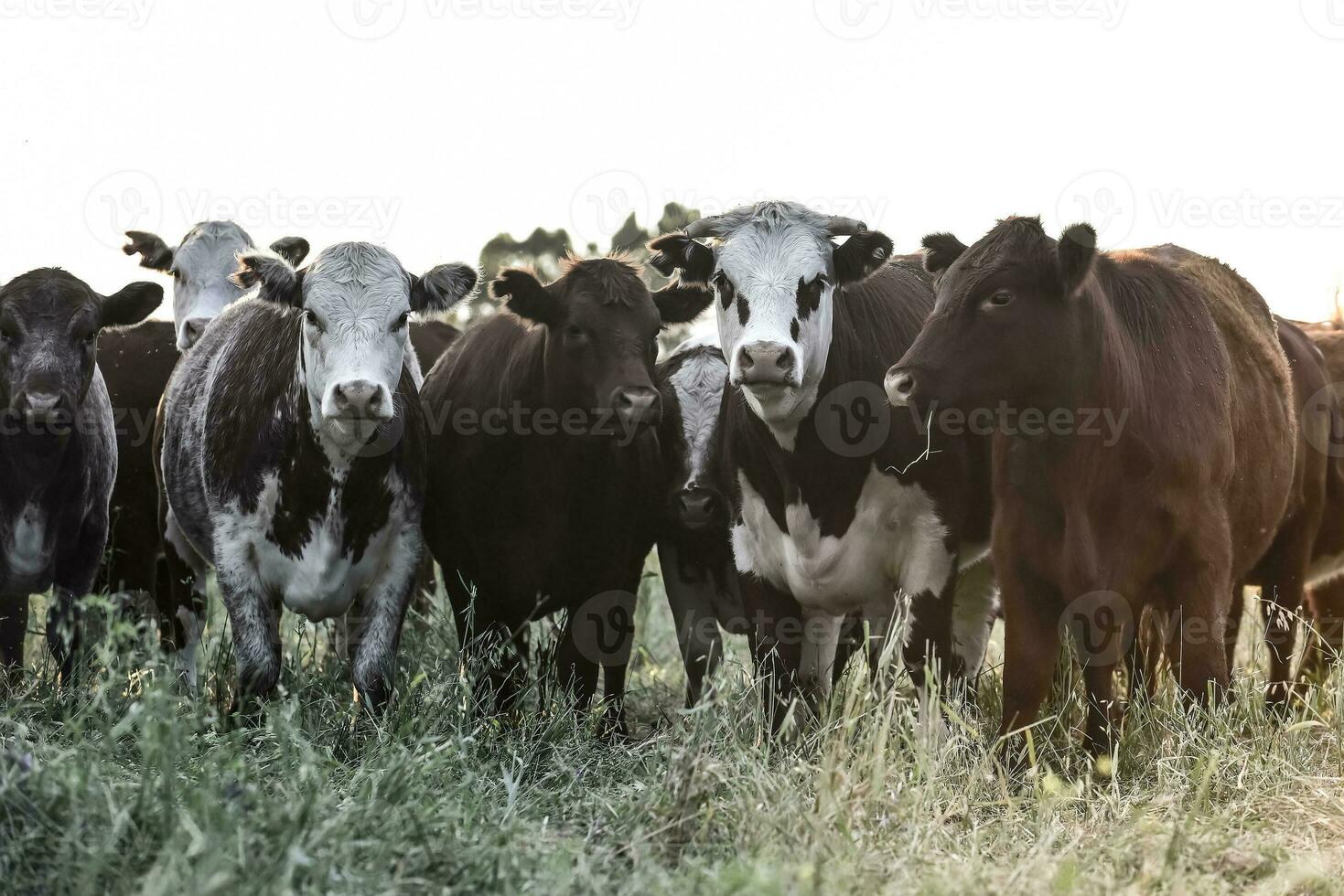 Cattle raising  with natural pastures in Pampas countryside, La Pampa Province,Patagonia, Argentina. photo