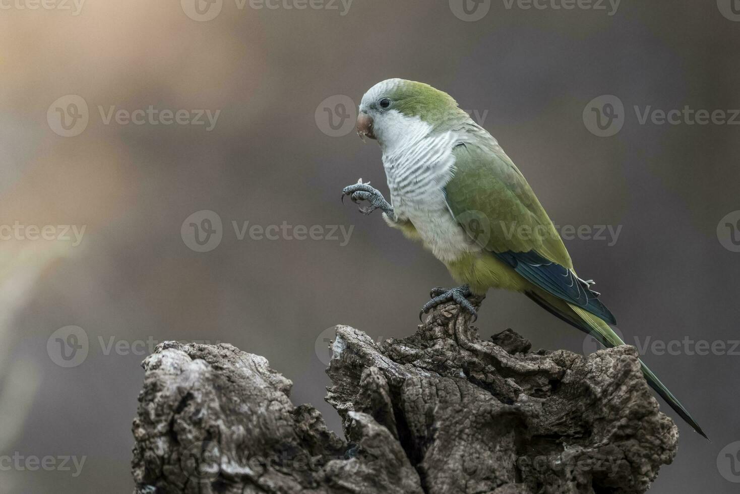 Parakeet,feeding on wild fruits, La Pampa, Patagonia, Argentina photo