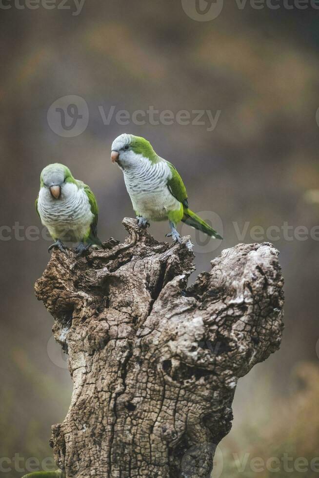 Parakeet,feeding on wild fruits, La Pampa, Patagonia, Argentina photo