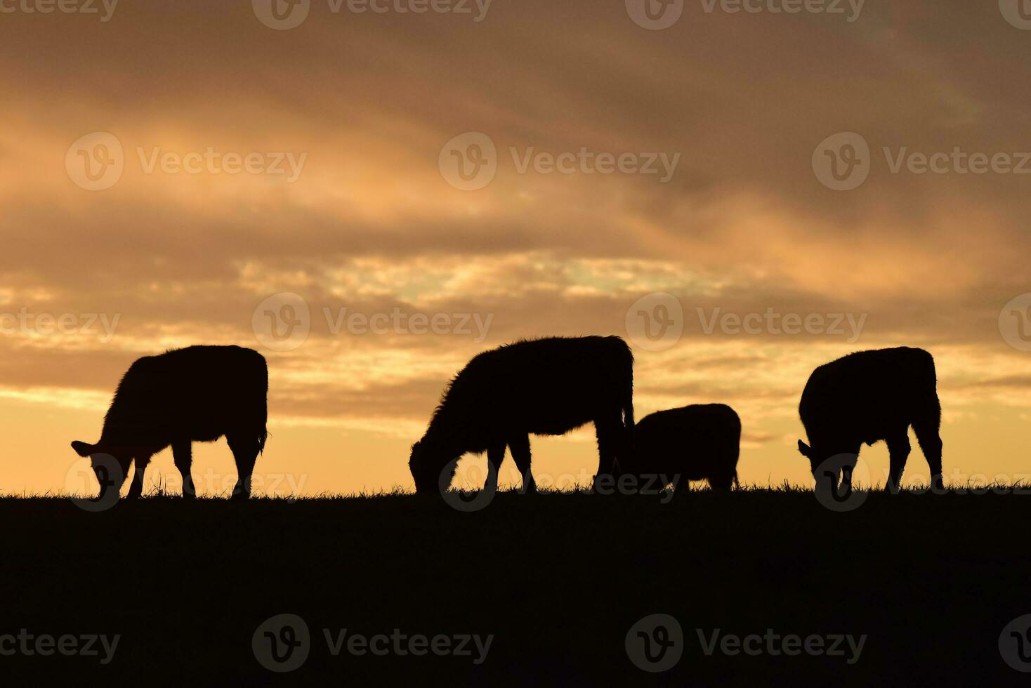 novillos alimentado con natural césped, pampa, argentina foto