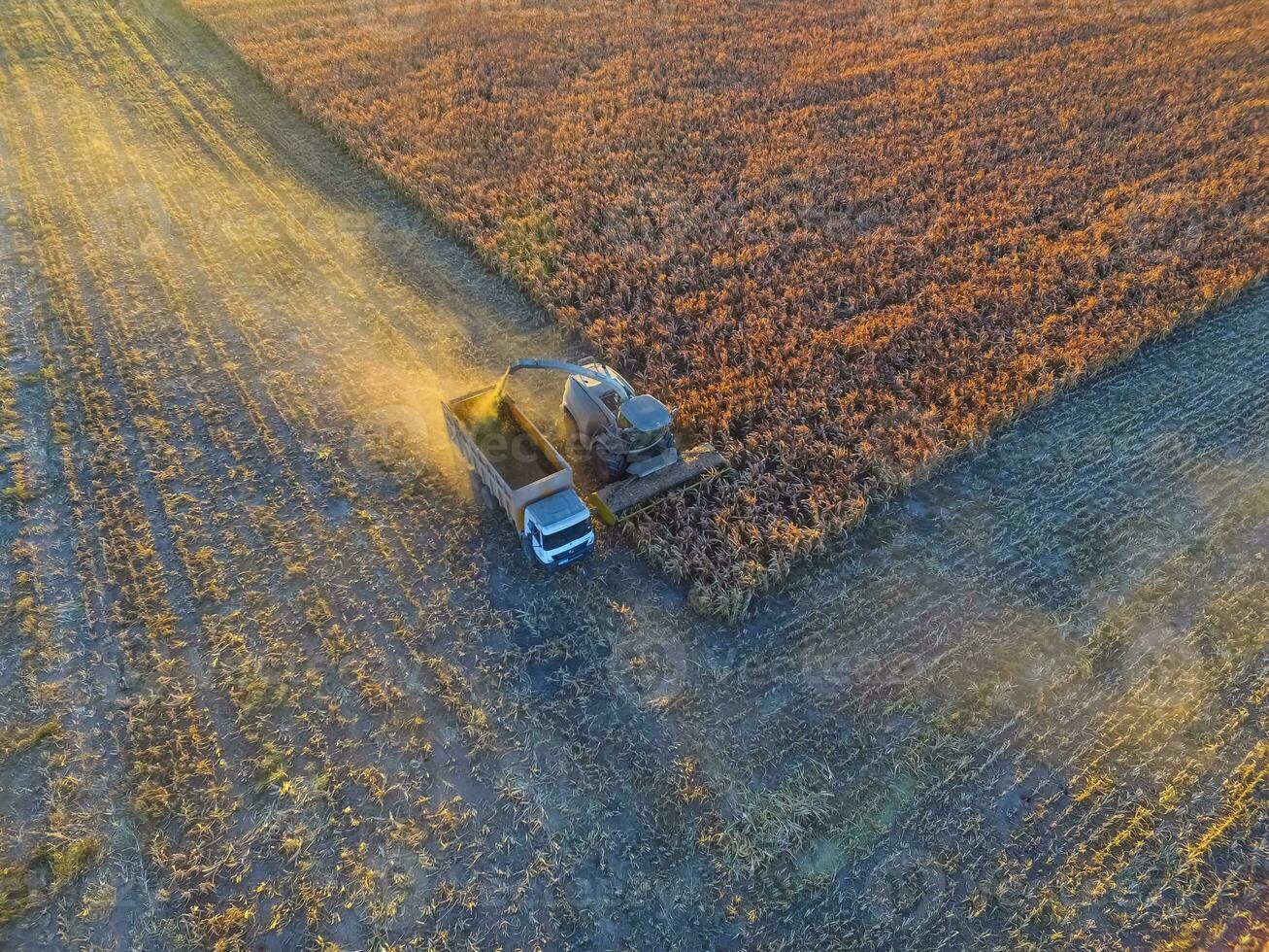 Sorghum harvest, in La Pampa, Argentina photo