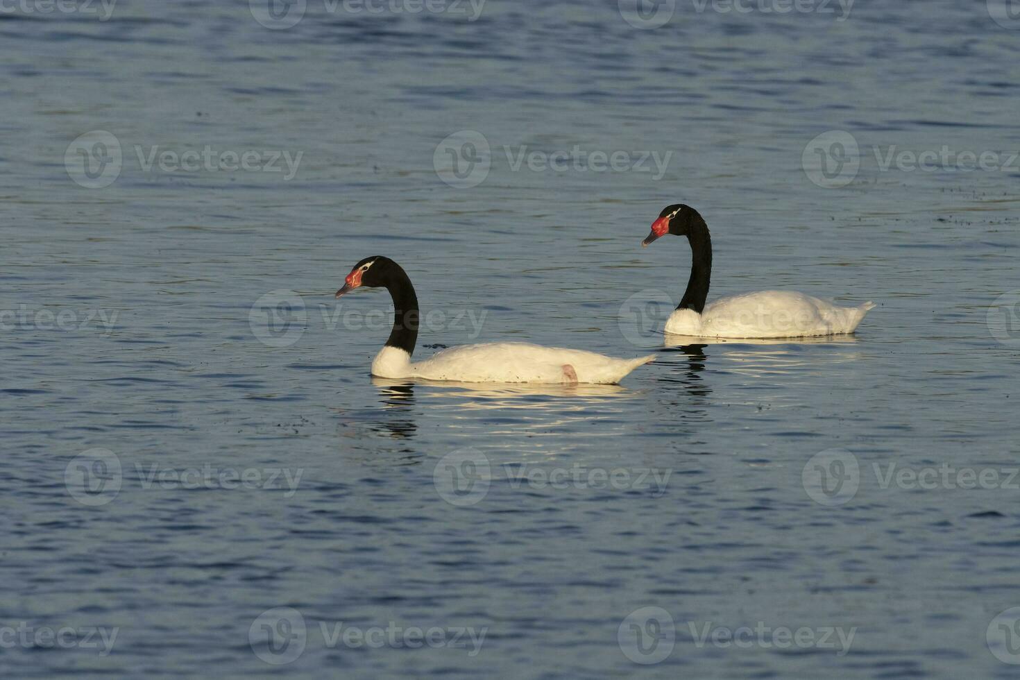 Black necked Swan swimming in a lagoon, La Pampa Province, Patagonia, Argentina. photo