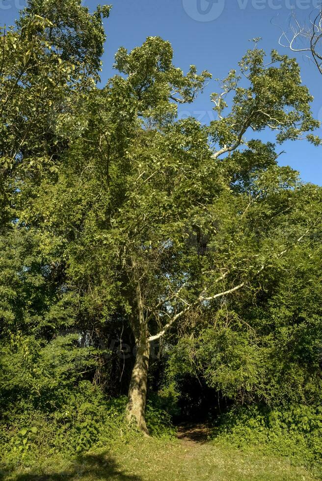 selva, cerca Papa Noel lucia estuario,sur África foto