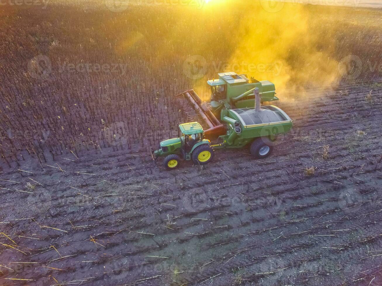 Sunflower harvest,Pampas, Patagonia, Argentina photo